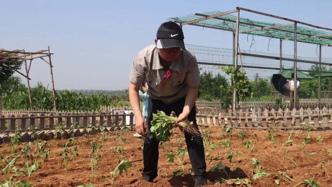 香港内部正版免费资料